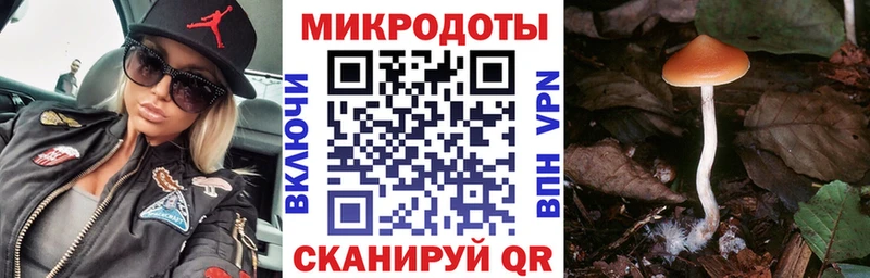 Псилоцибиновые грибы Psilocybine cubensis  Грязовец 